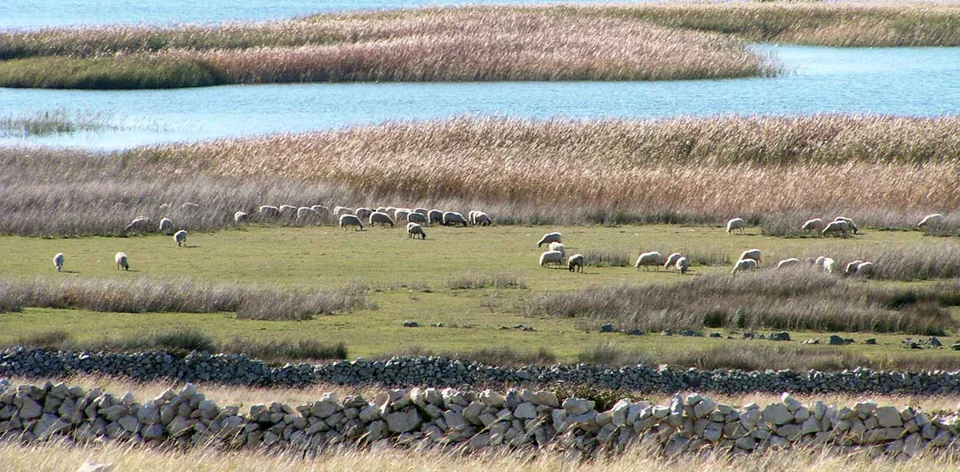 Wasser, Schilf und Inselweiden beim Vogelreservat Veliko blato